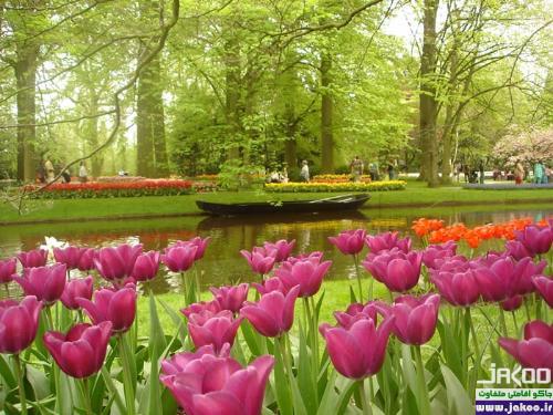 جشنواره بهاری در هلند