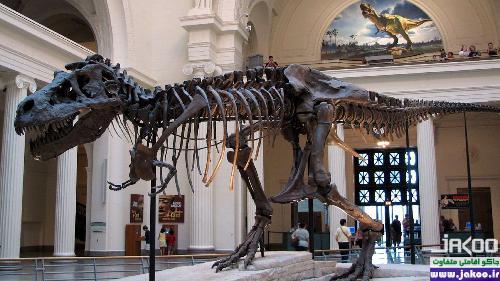 کشف دایناسورها در موزه استرالیا