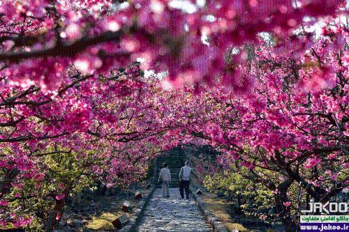 منظره دیدنی شکوفه‌های گیلاس پارک‌ اوکیناوا